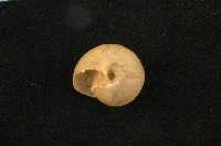 高雄球蝸牛藏品圖，第2張
